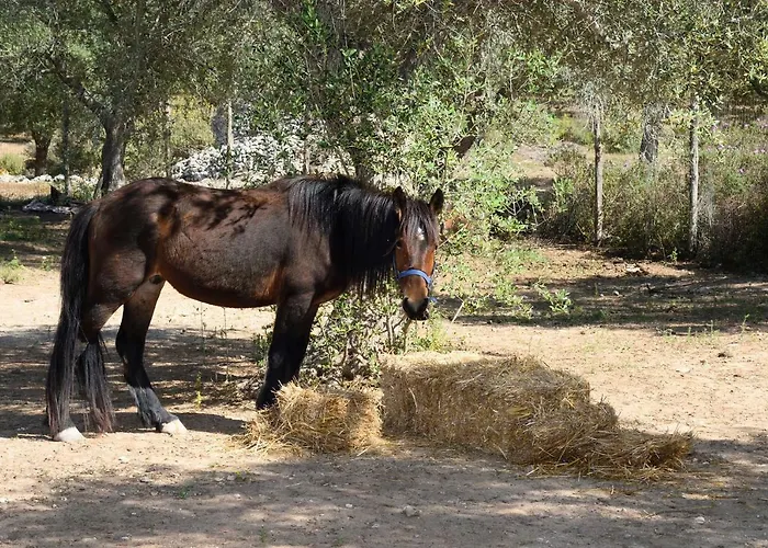 Le Palombelle Guest house Otranto