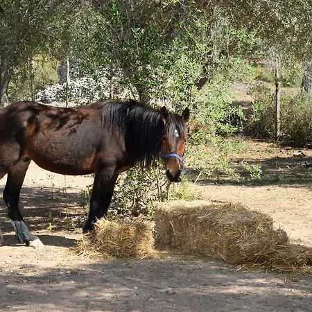 Le Palombelle Hébergement de vacances Otrante